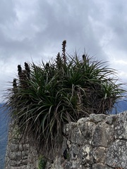 Puya