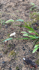 Setaria viridis