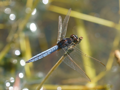 Crocothemis nigrifrons
