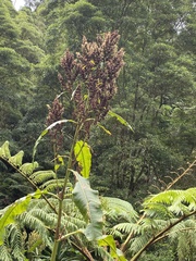 Rumex azoricus