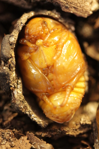 sun beetle