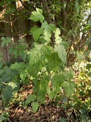 Acer ginnala