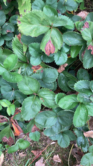 Fragaria × ananassa