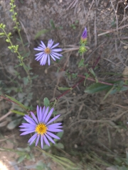 Eurybia spectabilis