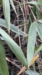 Pheugopedius eisenmanni