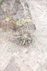 Ferocactus latispinus