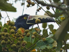 Pteroglossus torquatus