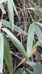Pheugopedius eisenmanni