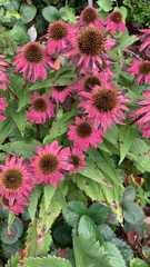 Echinacea purpurea