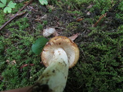 Russula grata