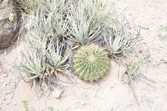 Ferocactus histrix