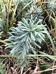 Euphorbia cyparissias