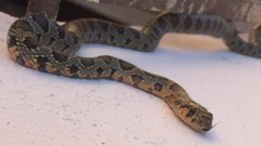 Hemorrhois hippocrepis