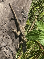 Sceloporus occidentalis bocourtii