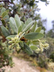 Arctostaphylos columbiana