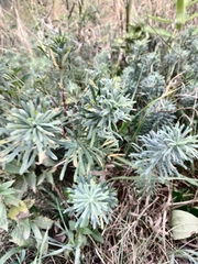 Euphorbia cyparissias
