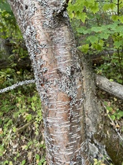 Betula occidentalis