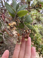 Arctostaphylos columbiana