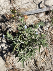 Salvia reflexa