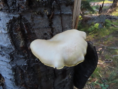 Pleurotus ostreatus