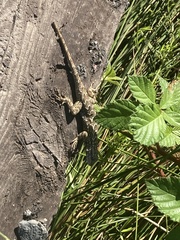 Sceloporus occidentalis bocourtii
