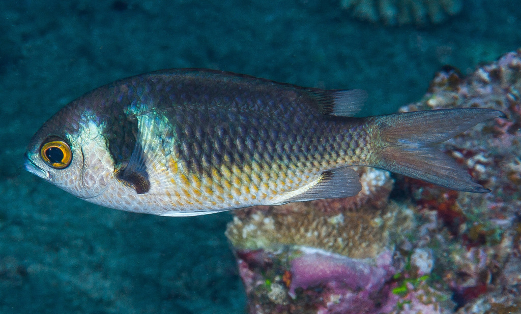Darkbar Chromis