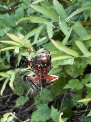 Araneus bicentenarius