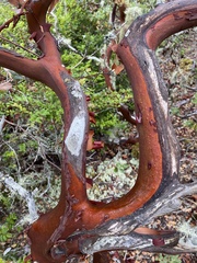 Arctostaphylos columbiana