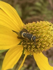 Euodynerus hidalgo boreoorientalis