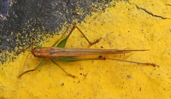 Conocephalus attenuatus