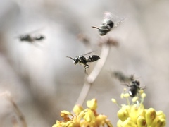 Ceratina