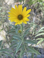Helianthus maximiliani
