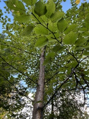 Betula occidentalis