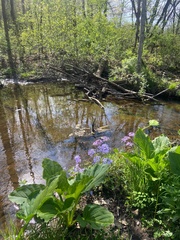 Symplocarpus foetidus