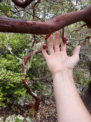 Arctostaphylos columbiana
