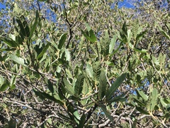 Quercus grisea