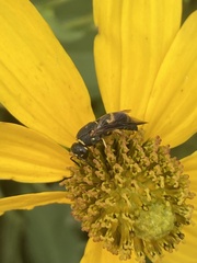 Euodynerus hidalgo boreoorientalis