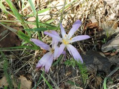 Colchicum lusitanum