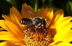Megachile centuncularis