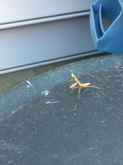 Stagmomantis carolina