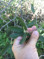 Quercus grisea