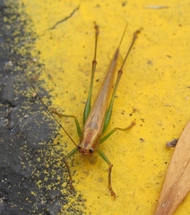 Conocephalus attenuatus