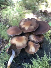 Kuehneromyces mutabilis
