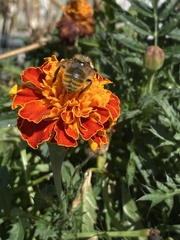 Bombus centralis