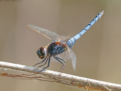 Crocothemis nigrifrons