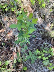 Lespedeza stuevei