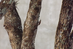 Lepidocolaptes angustirostris