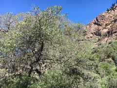 Quercus grisea
