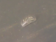 Ostracoda
