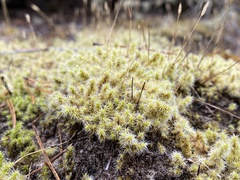 Racomitrium lanuginosum